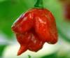 100 x semena Chilli Trinidad Scorpion Red Zvýhodněná nabídka