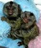 2 Marmoset opice pre nový domov.