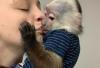 Na predaj nádherné opice kapucínky pre malé deti