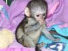 Na predaj nádherné opice kapucínky pre malé deti