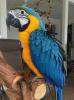 Nabídka  Ara Ararauna papoušci