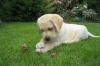 Labrador s PP
