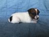 Jack russell terrier