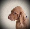 Maďarský ohař krátkosrstý - Vizsla štěňata