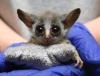 Galagos/ bush baby na predaj