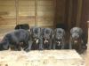 Cane Corso-puppy's
