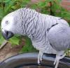 Papagáj sivý