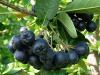 Aronia melanocarpa - predaj rastliny