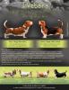 Basset hound s PP na prodej