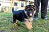 Německý ovčák - štěňata