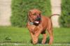 Rhodesian Ridgeback