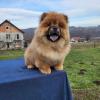Chow chow Šteniatka