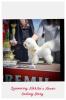 Bichon Frisé – krásne šteniatka