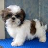 Mini luxusné shih tzu šteniatka