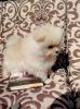 Mini pomeranian Spice PP FCI