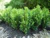 Krušpán vždyzelený - buxus sempervirens