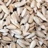 Slnecnica - lupana - krmivo pre vtáctvo, holuby, hydinu