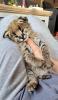 mačiatka Savannah serval a karakal