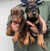 Doberman – Šteniatka na predaj