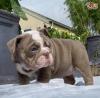 Dobre trénované / špičkové anglické buldogy