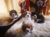 ohromujúce šteniatka Cavalier King Charles Spaniel.