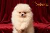 Pomeranec BOO medvedíky, Pomeranian Spitz – šteniatka