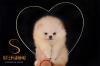 Pomeranian BOO medvedíky, šteniatka Pomeranského špica