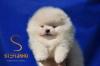 Pomeranian BOO medvedíky, šteniatka Pomeranského špica