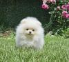 Pomeranian BOO medvedíky – šteniatka pomeranského špica