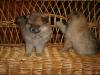 Pomeranian šteňatá