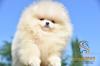 Pomeranian BOO – šteniatka medvedíkového typu | Pomoranský š
