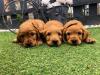 Rozkošné šteniatka kokeršpanielov