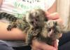 Opice Marmoset na adopciu