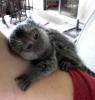 Opice marmoset na adopciu