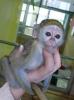Špičkové mláďatá kapucínskych opíc