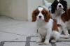 prachtige Cavalier King Charles Spaniel-puppy's.