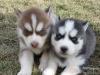 Predáme šteniatka Sibírsky husky