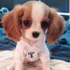 Krásne šteniatka Cavalier King Charles.