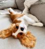 Krásne šteniatka Cavalier King Charles.