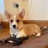 Krásne šteniatka welsh corgi Pembroke Krásne šteniatka welsh corgi Pembroke