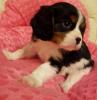 Predám krásne šteniatka Cavalier King Charles Spaniel