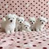 Predám krásne šteniatka maltezákov