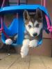 Predam steniatka Sibirsky Husky