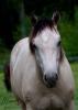 Prodám appaloosa kobylku