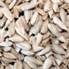Slnecnica - lupana - krmivo pre vtáctvo, holuby, hydinu