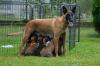 Štěňata belgického ovčáka s PP