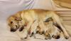 Štěňata zlatého retrievera s PP k rezervaci