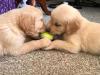Šteňatá zlatého retrievera sú už pripravené