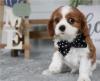 Šteniatka Cavalier King Charles Spaniel