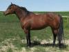 Quarter horse QH